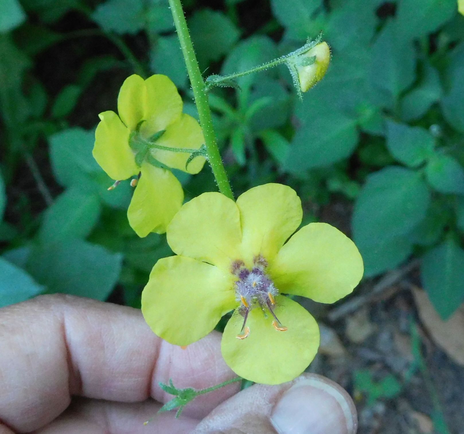 Verbascum blattaria (Scrophulariaceae)