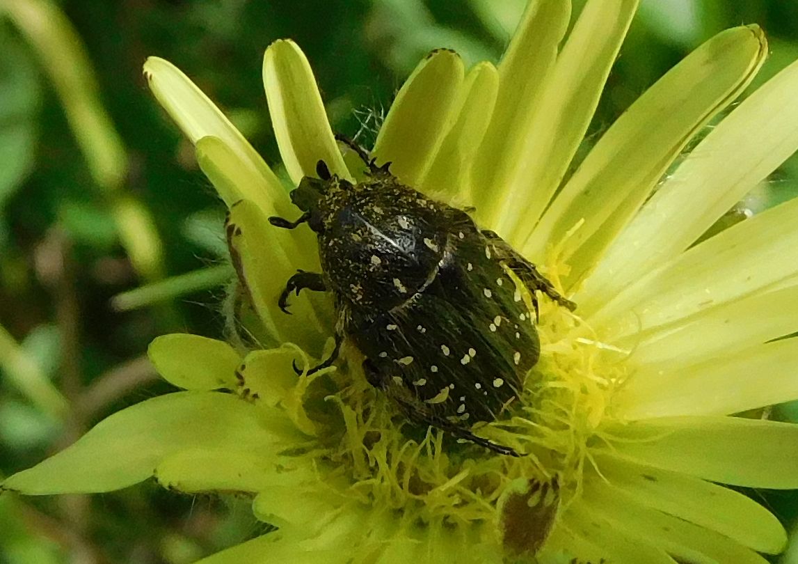 Cetoniidae: Oxythyrea funesta