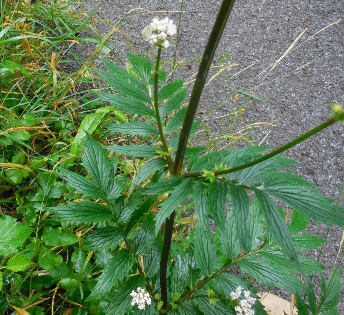 Umbrellifera?  No, Caprifoliaceae:  Valeriana officinalis