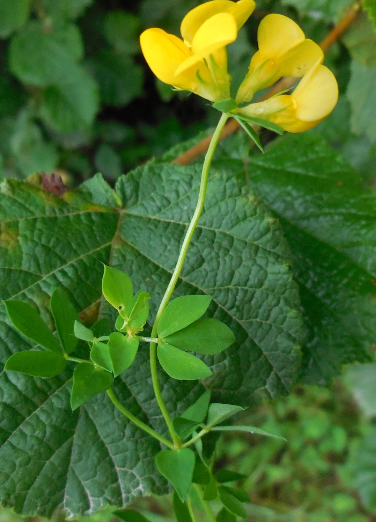 Fabaceae: Lotus corniculatus (cfr.)