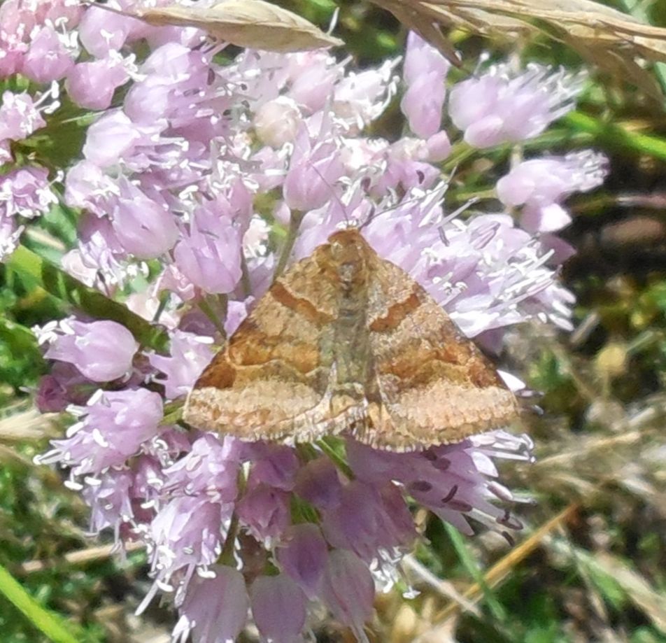 Geometridae?   No, Erebidae: Euclidia gliphica