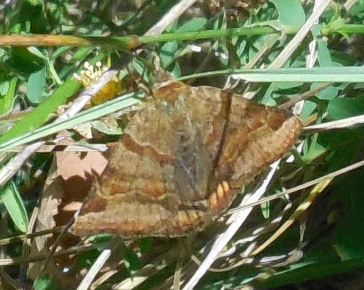 Geometridae?   No, Erebidae: Euclidia gliphica