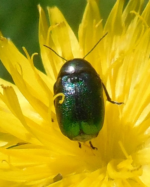 Crysomelidae: Cryptocephalus sp.