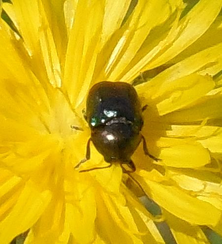 Crysomelidae: Cryptocephalus sp.