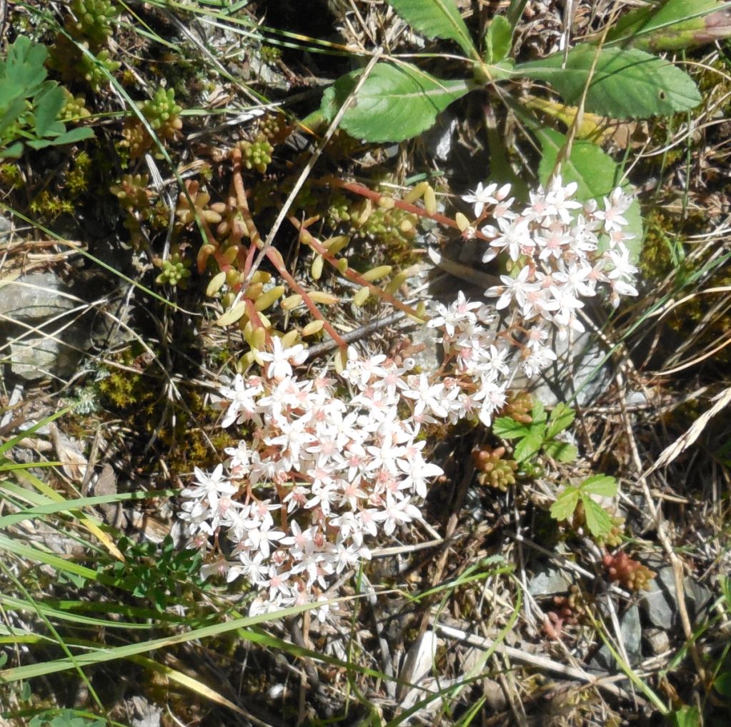 Saxifraga ? No, Sedum album (Crassulaceae)