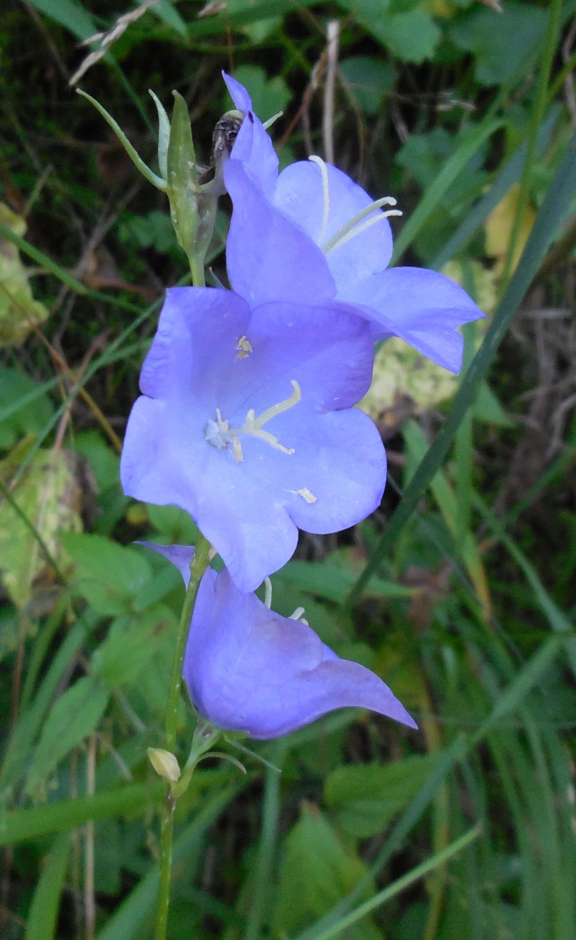 Campanula persicifolia