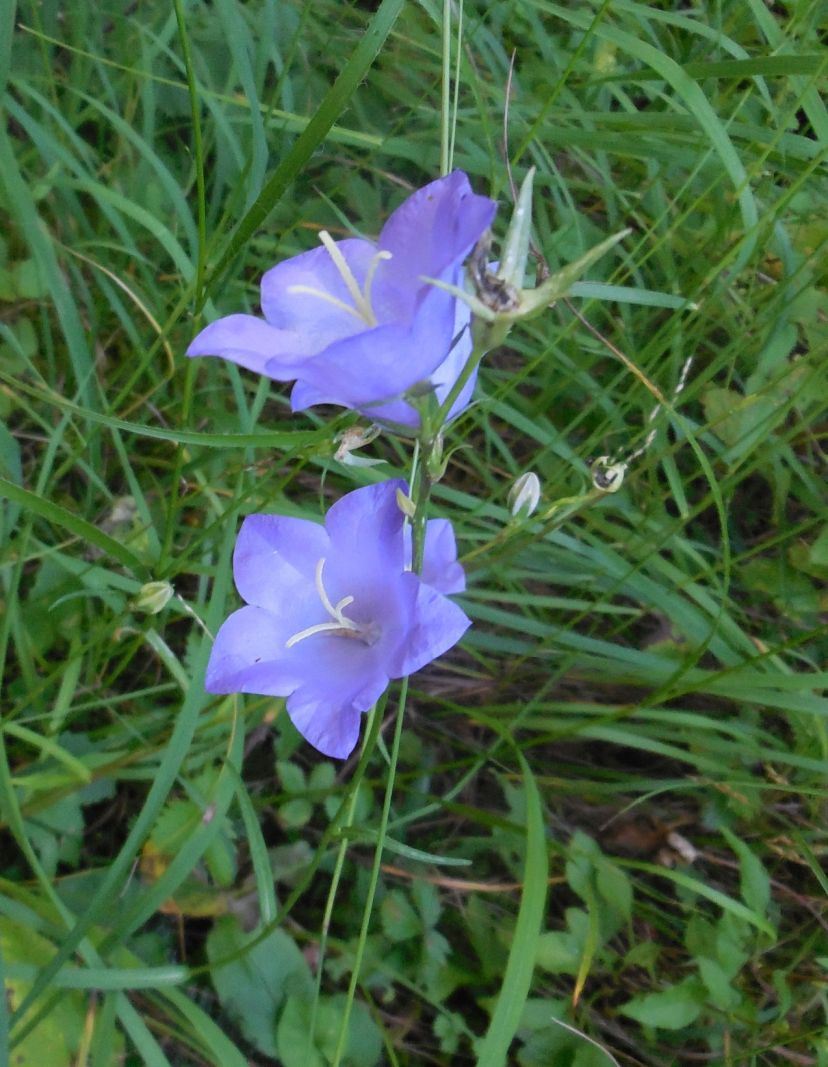 Campanula persicifolia