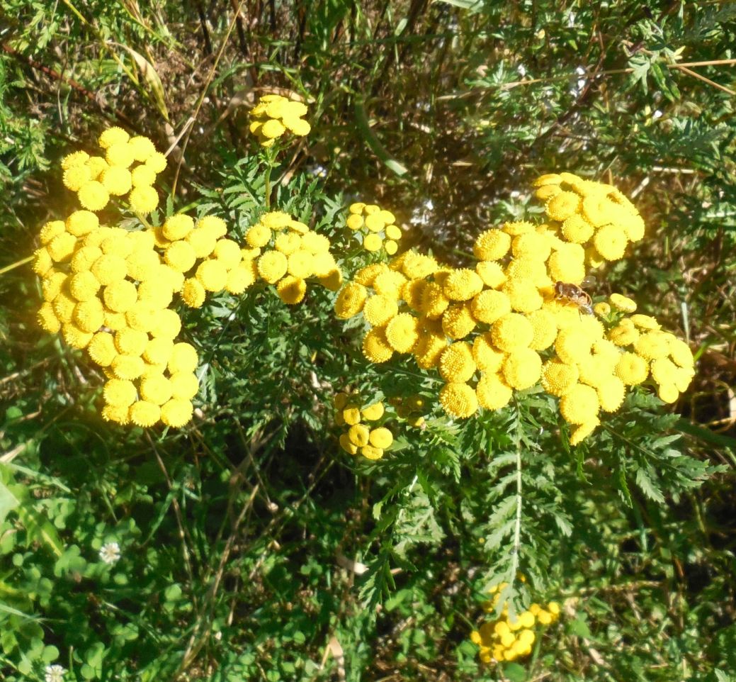 Tanacetum vulgare