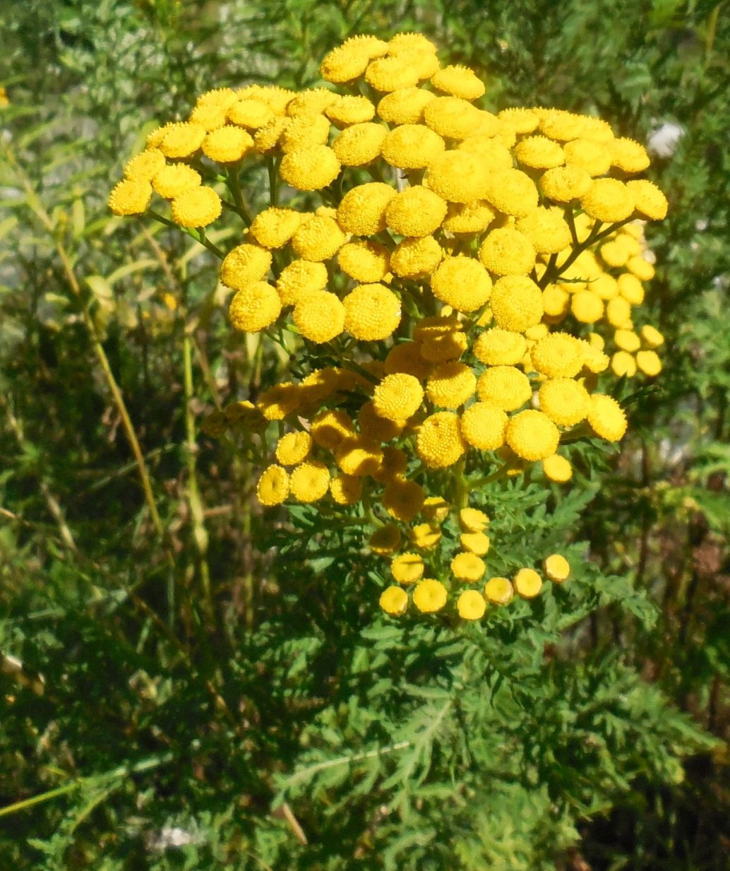 Tanacetum vulgare