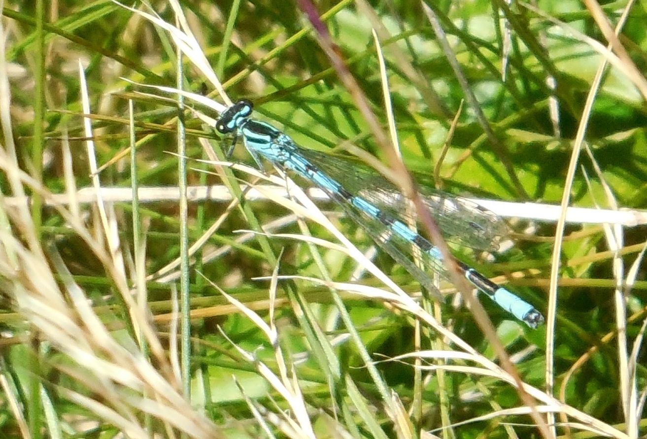 Libellula da determinare: Coenagrion hastulatum