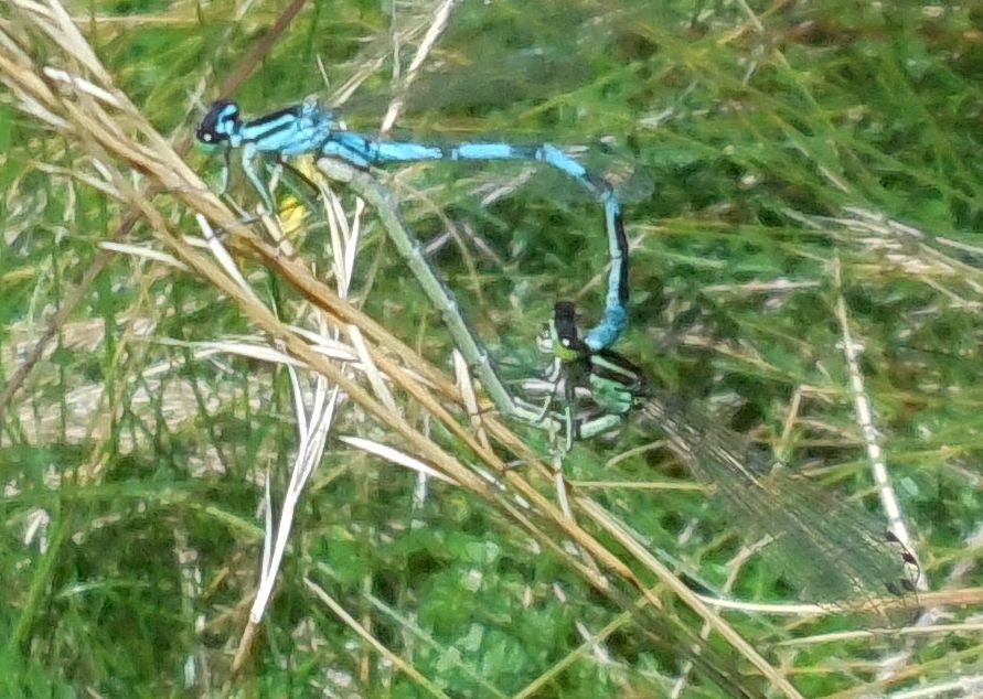 Libellula da determinare: Coenagrion hastulatum