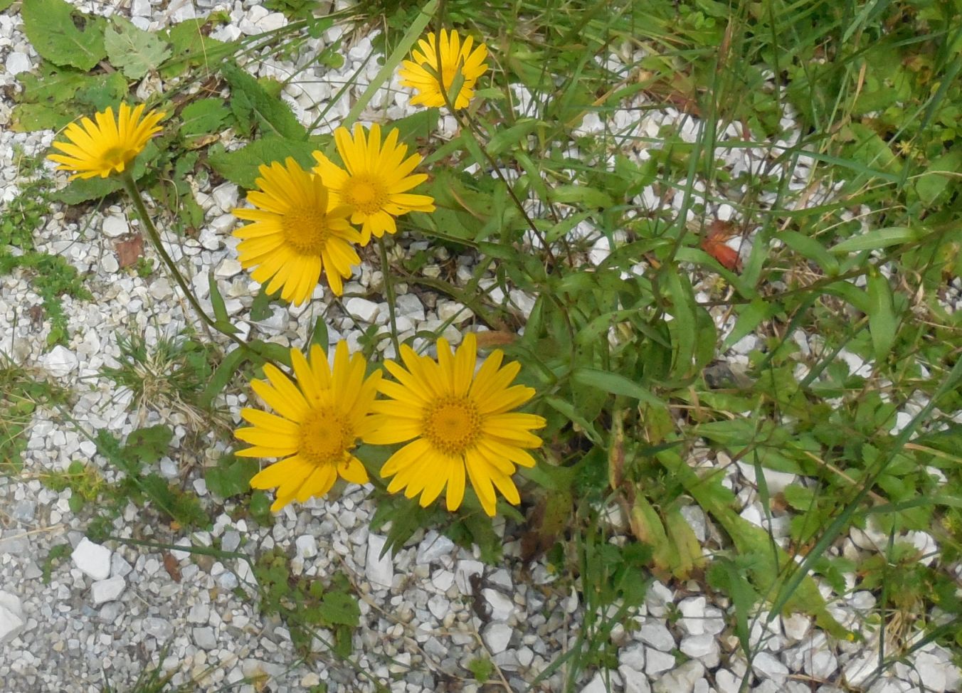 Asteracea / Buphthalmum salicifolium