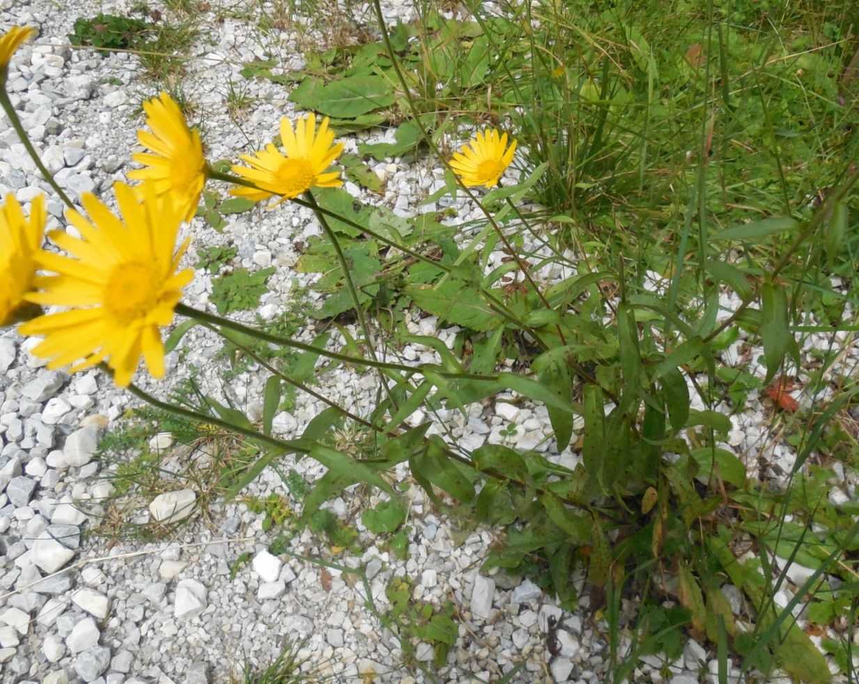 Asteracea / Buphthalmum salicifolium