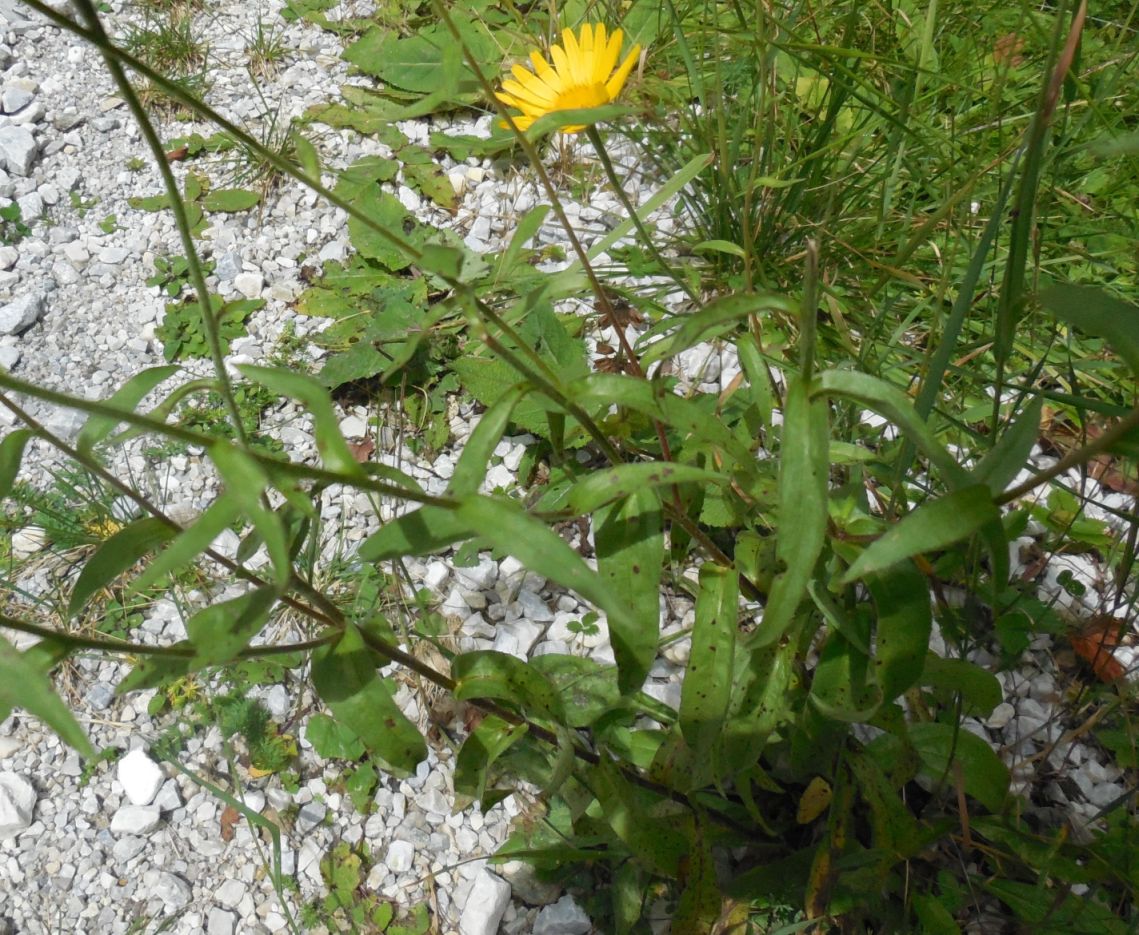 Asteracea / Buphthalmum salicifolium