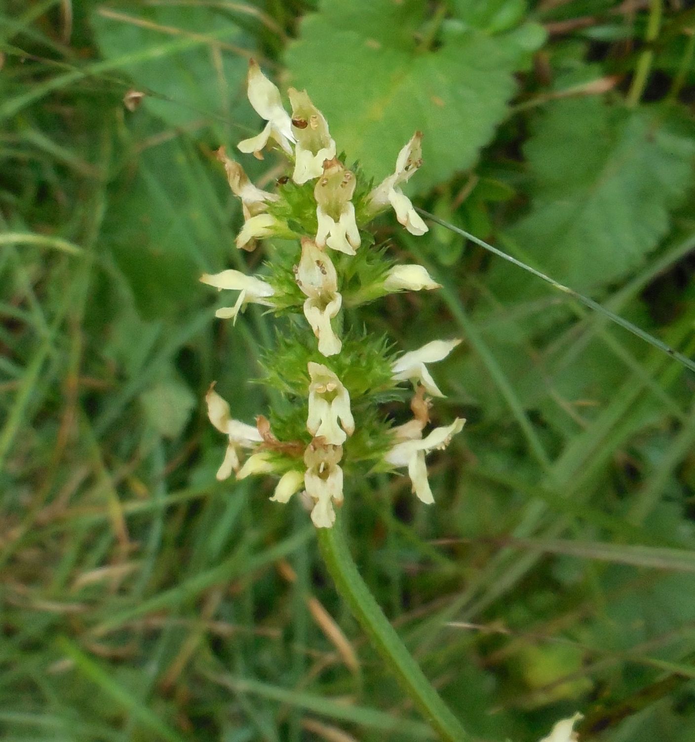 Betonica alopecuros