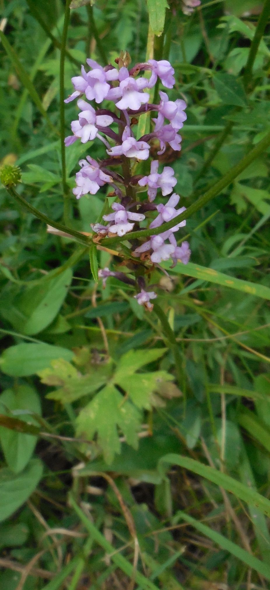 Gymnadenia conopsea