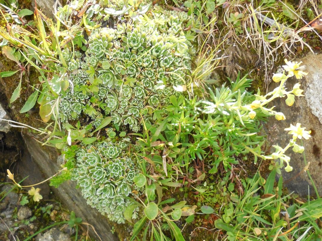 Saxifraga paniculata e Saxifraga aizoides
