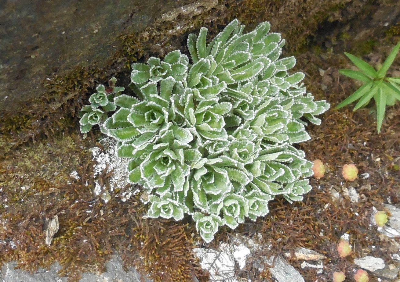 Crassulaceae? No, Saaxifragaceae: Saxifraga paniculata