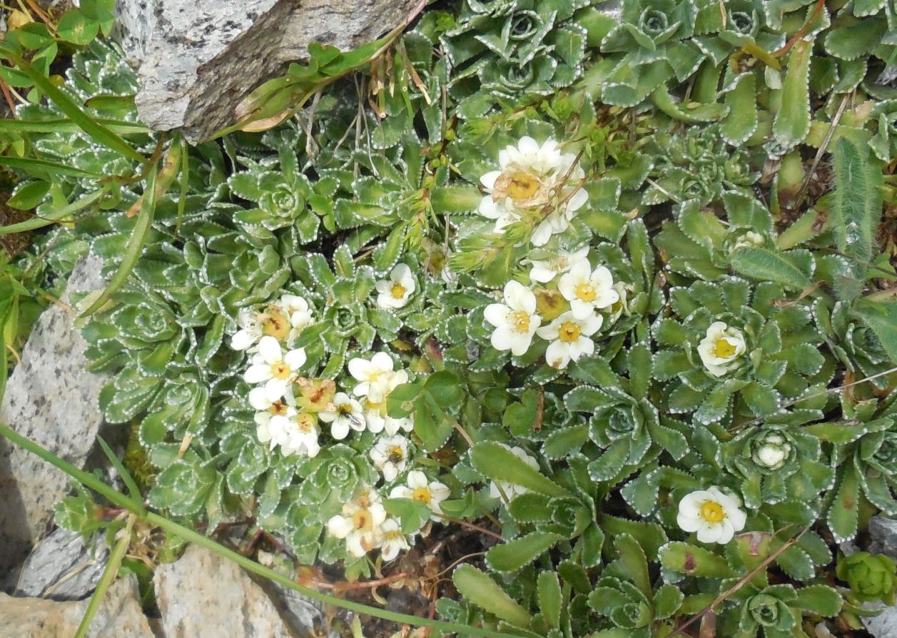 Crassulaceae? No, Saaxifragaceae: Saxifraga paniculata