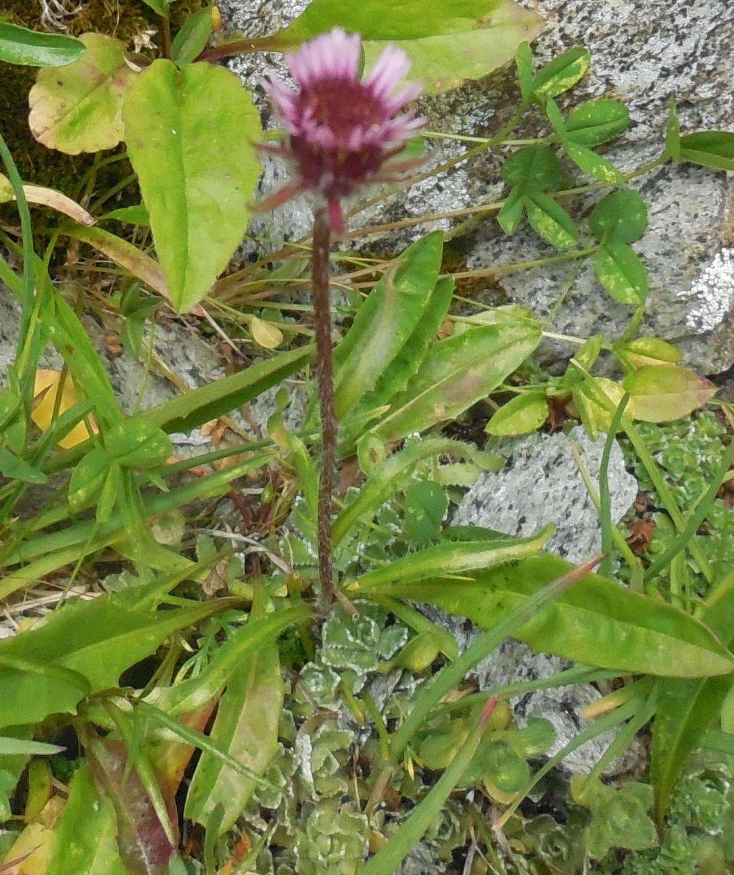 Asteracea - Erigeron cfr. uniflorus