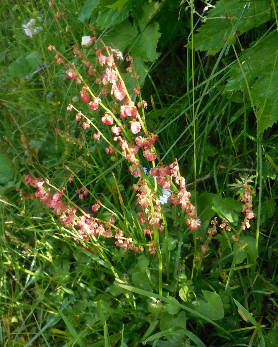 Polygonacea (?) Rumex scutatus