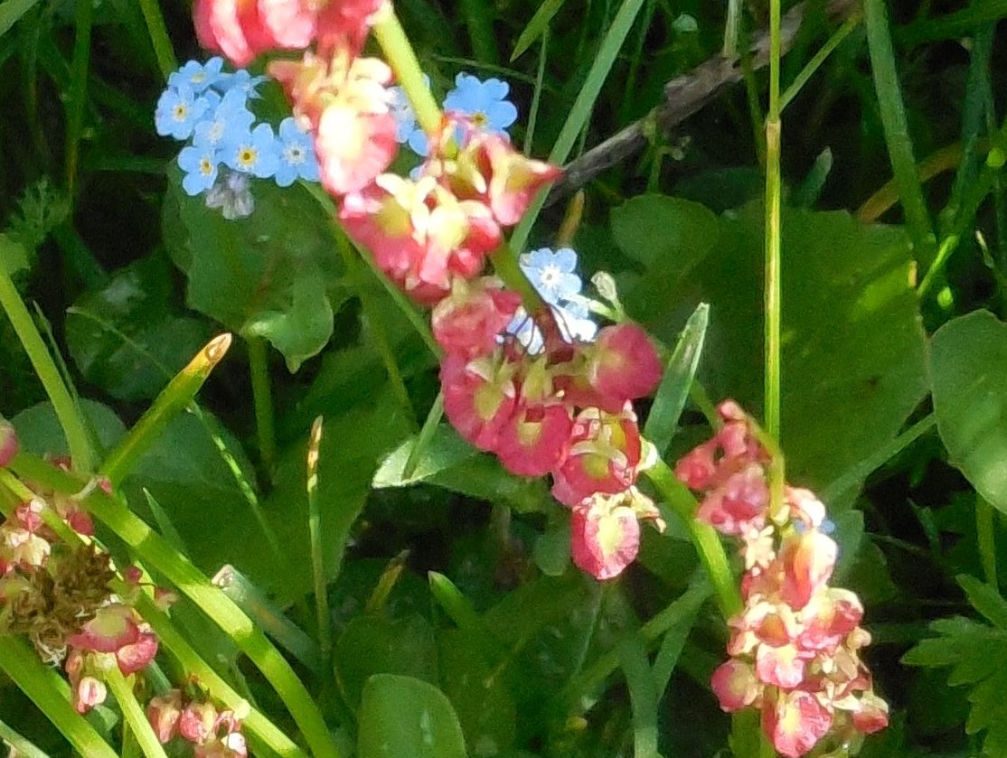 Polygonacea (?) Rumex scutatus