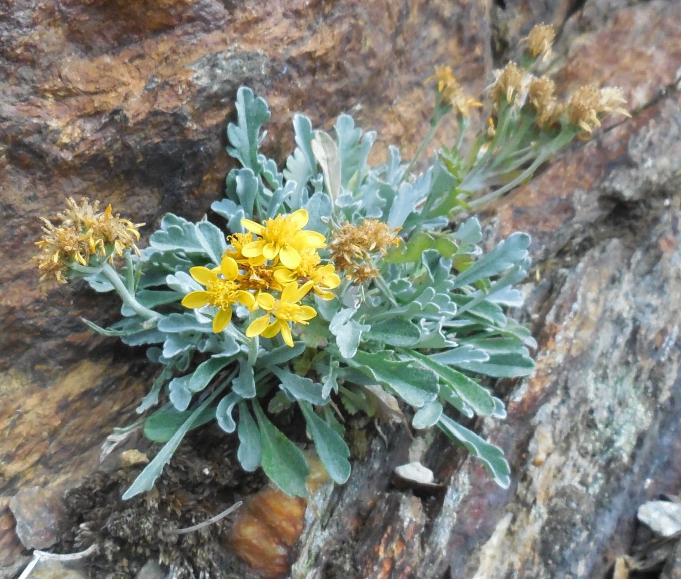 Jacobaea carniolica o J. insubrica