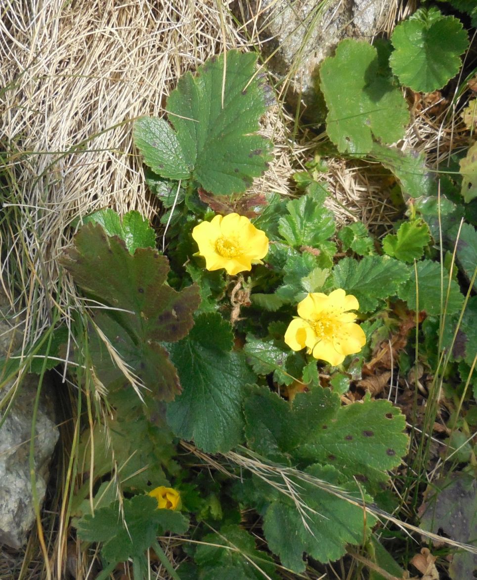 Geum montanum