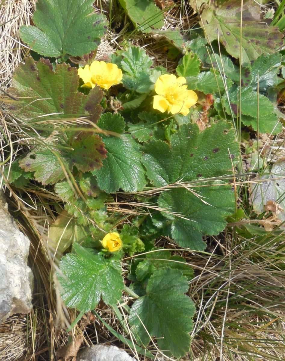 Geum montanum