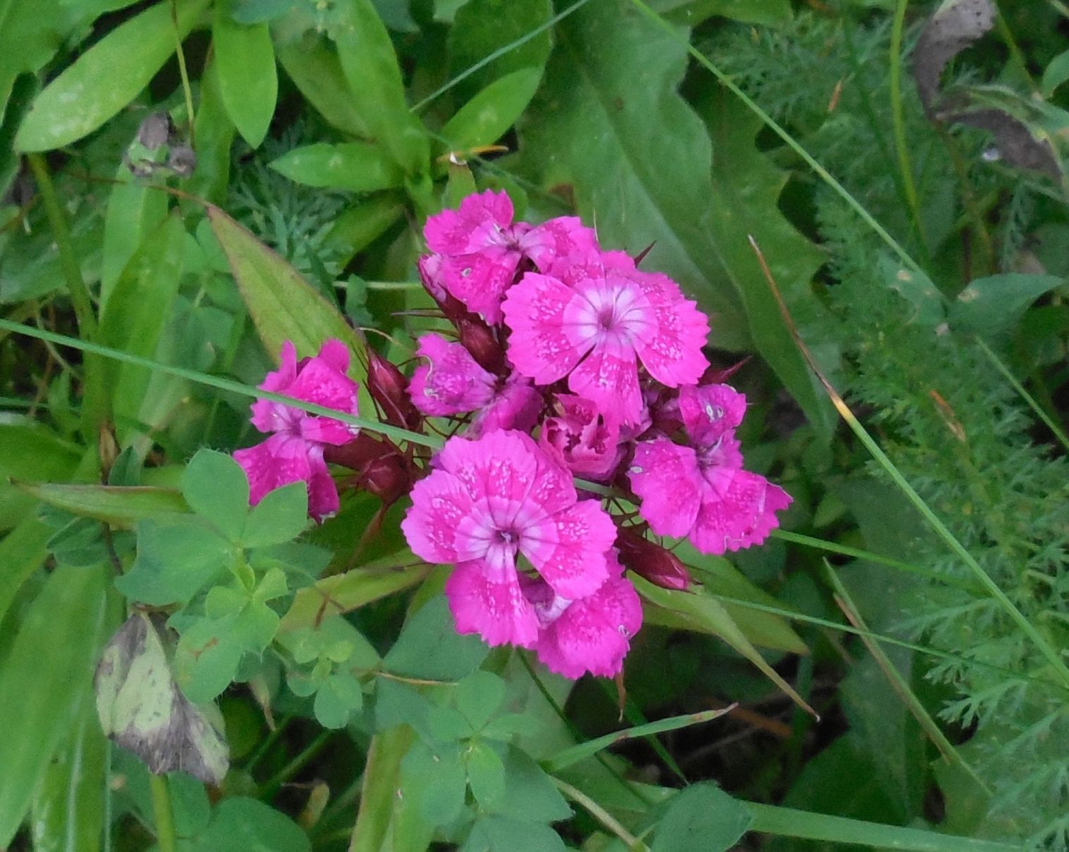 Dianthus barbatus / Garofano barbato