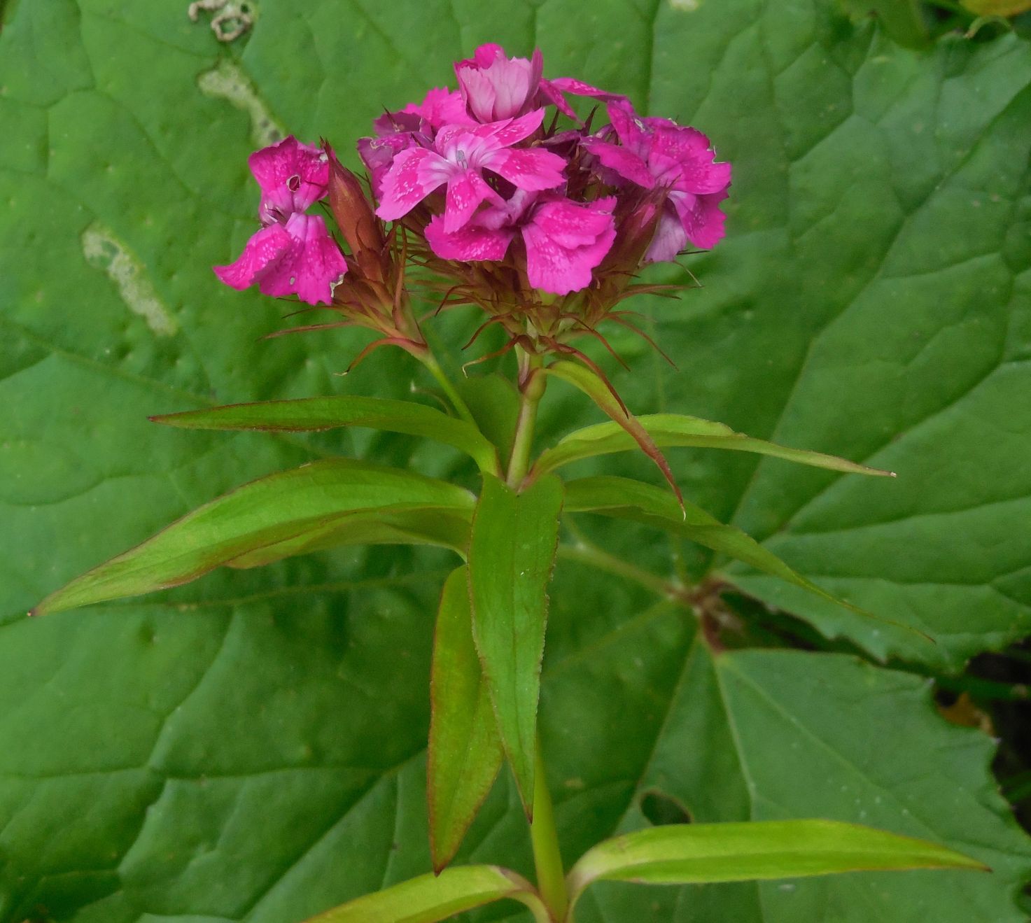 Dianthus barbatus / Garofano barbato