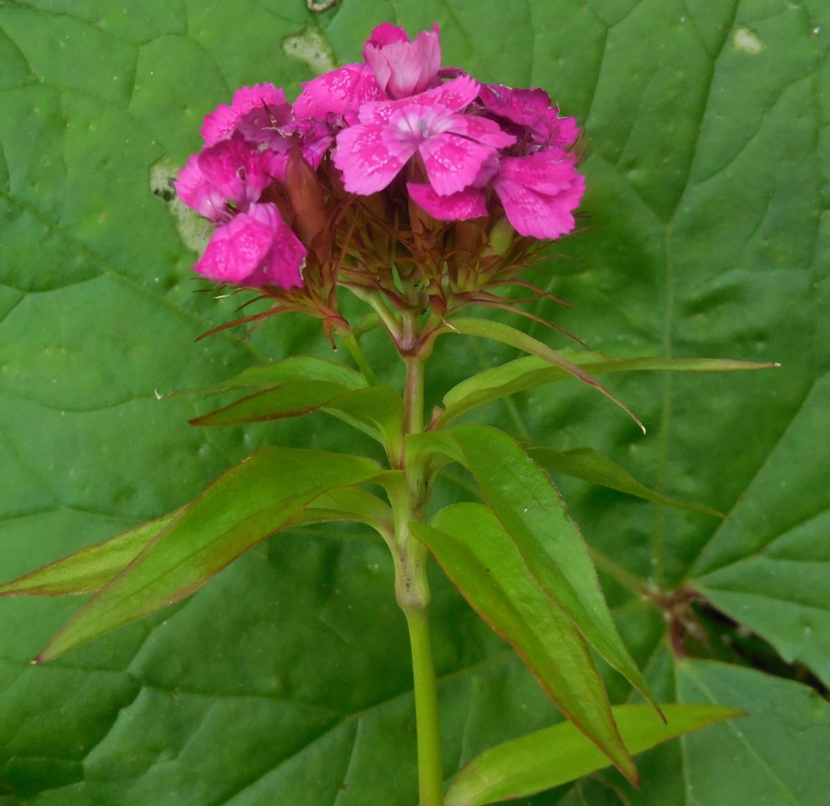 Dianthus barbatus / Garofano barbato