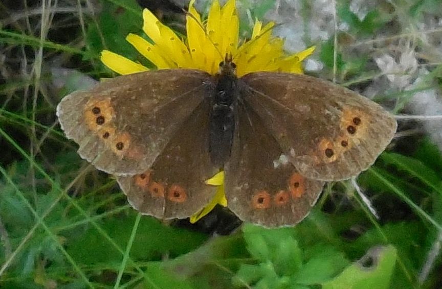 Erebia sp.