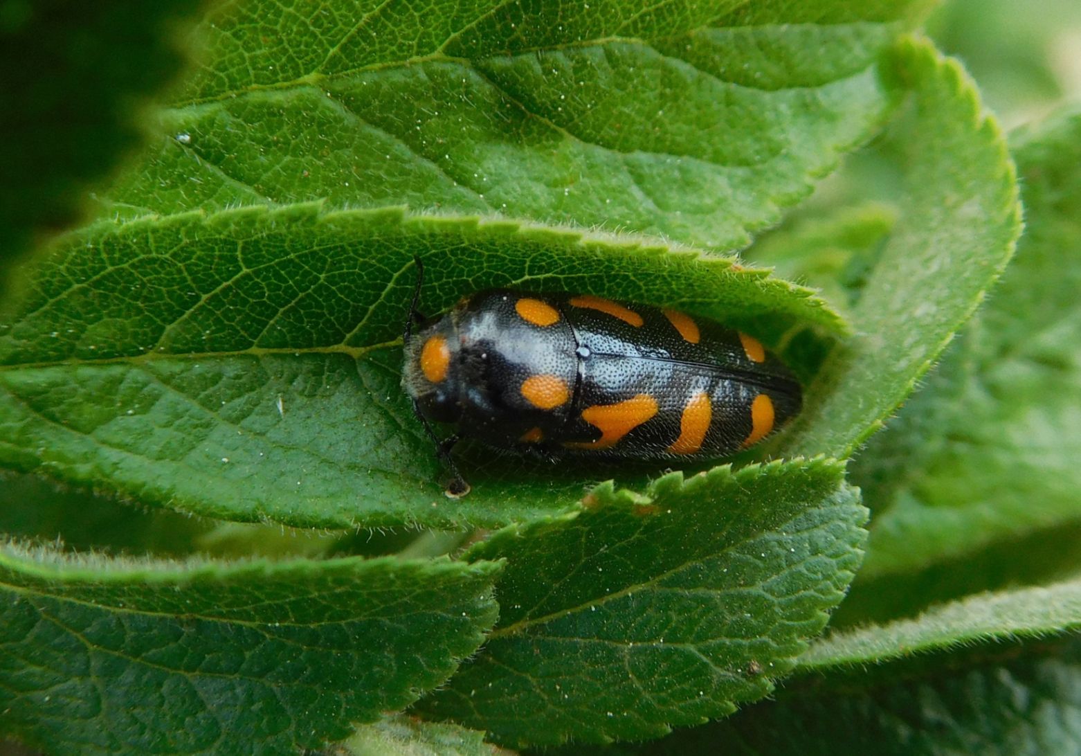 Buprestidae: Ptosima undecimmaculata