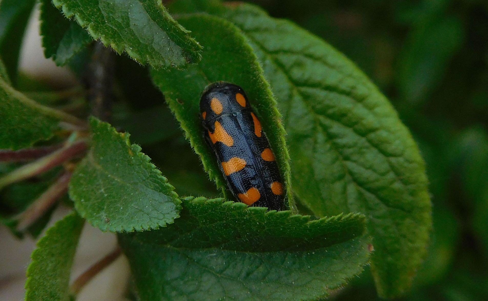 Buprestidae: Ptosima undecimmaculata