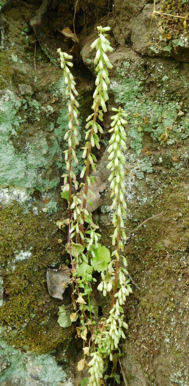 Umbilicus rupestris (Crassulaceae)