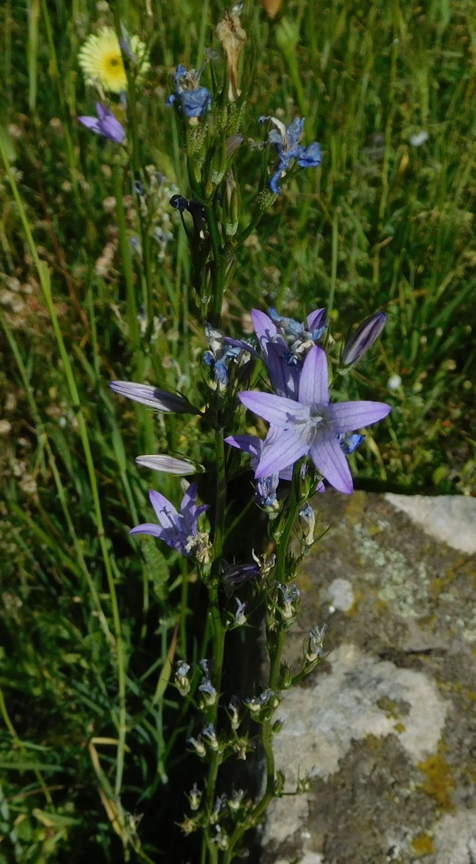 Campanula patula o rapunculus ?