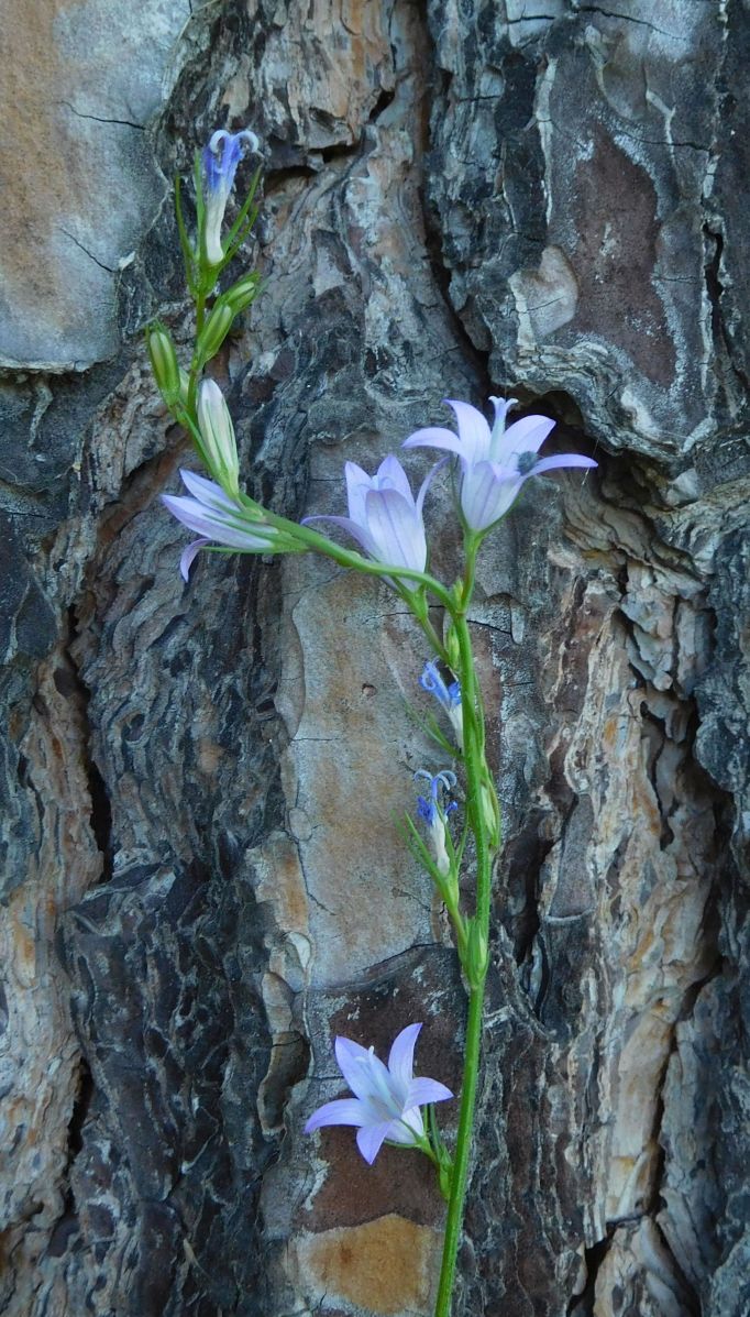 Campanula patula o rapunculus ?