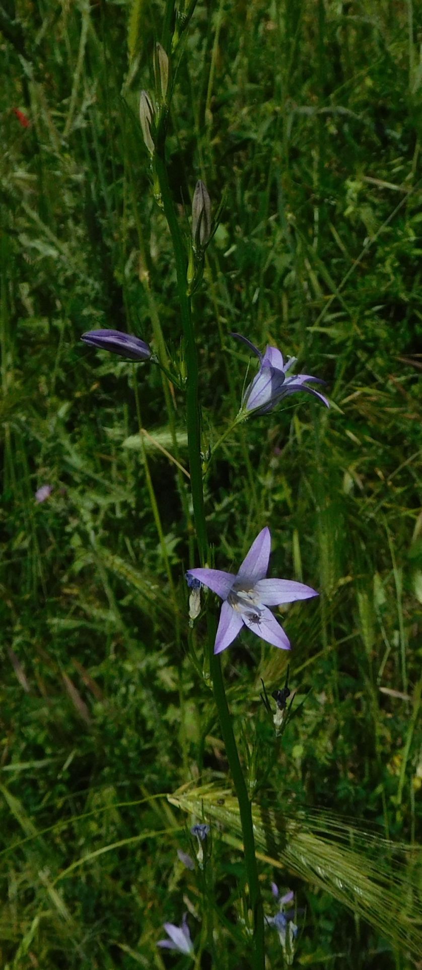 Campanula patula o rapunculus ?