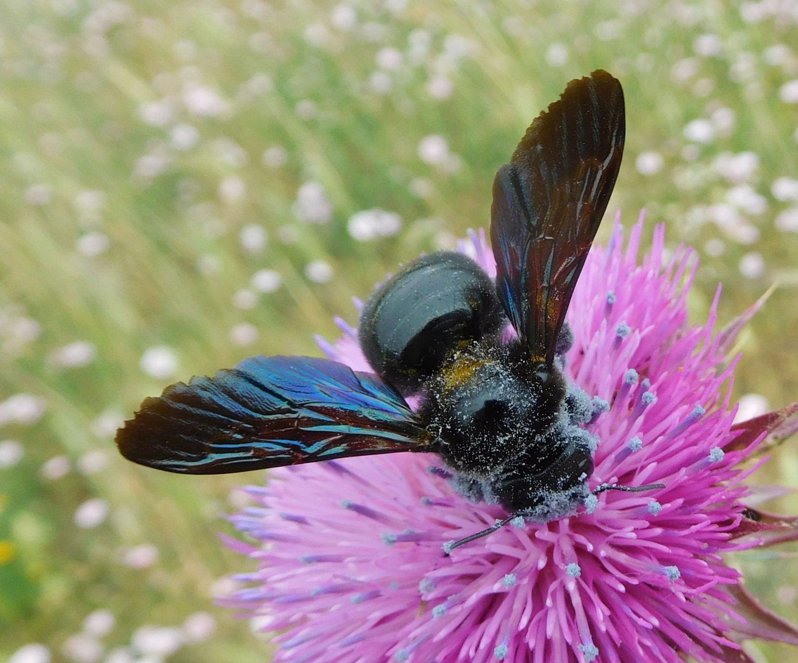 Apidae: femmina forse di Xilocopa violacea