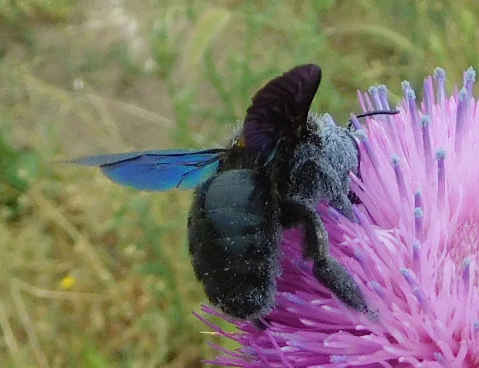 Apidae: femmina forse di Xilocopa violacea