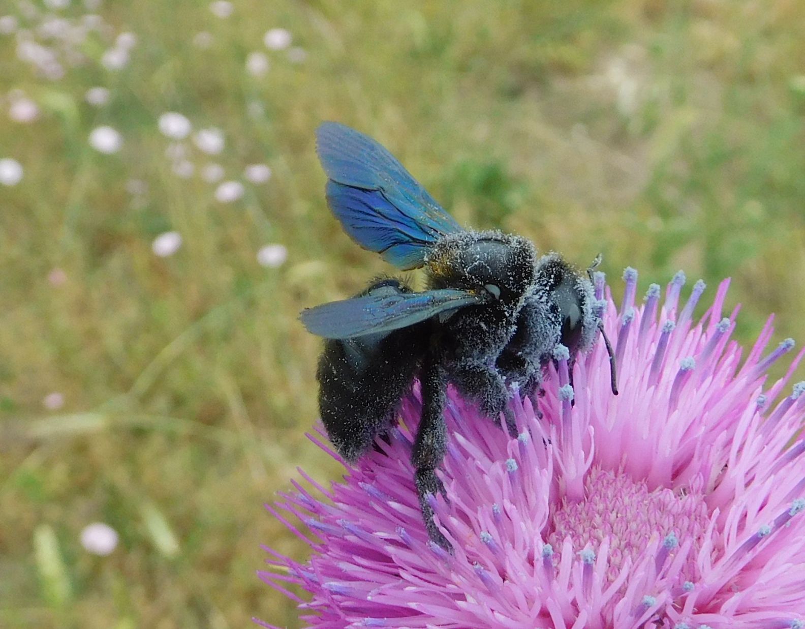 Apidae: femmina forse di Xilocopa violacea