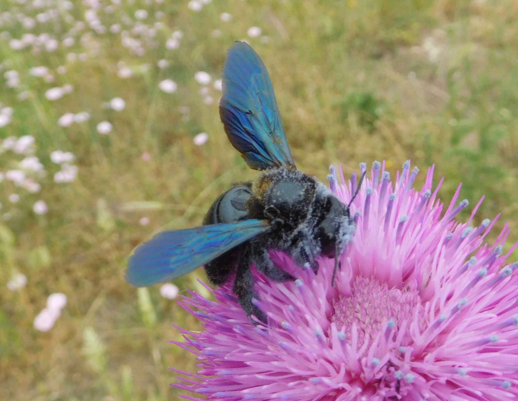 Apidae: femmina forse di Xilocopa violacea