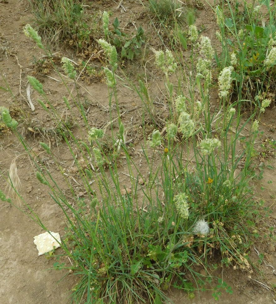 Dactylis glomerata (Poaceae = ex Graminaceae)