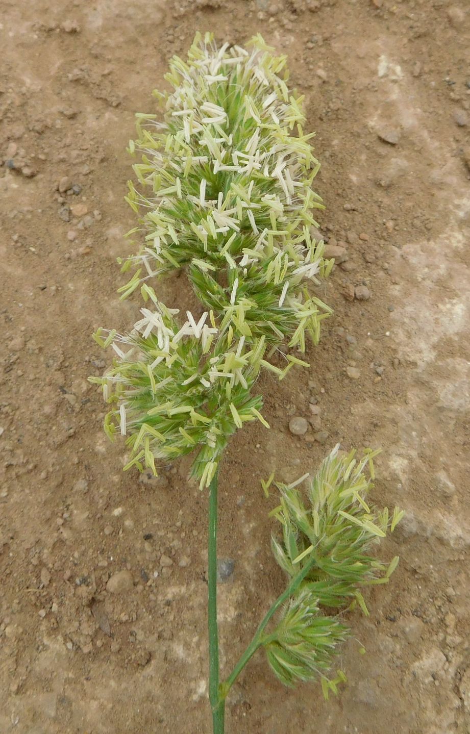 Dactylis glomerata (Poaceae = ex Graminaceae)