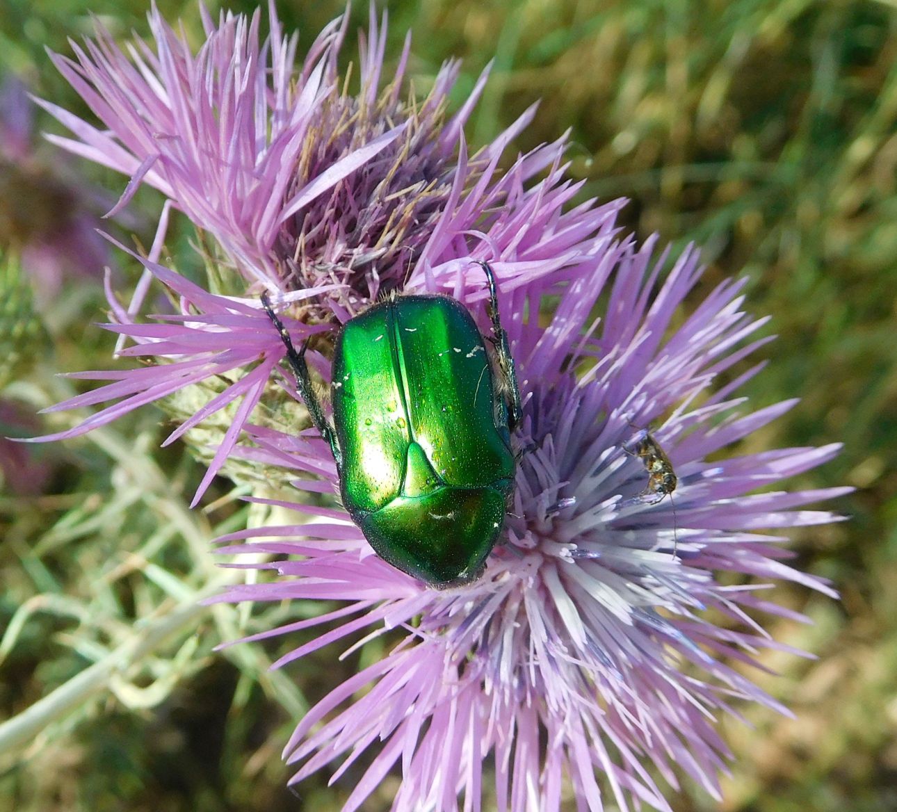 Chrysomelidae (?):  No. Cetoniidae, Cetonia aurata pisana