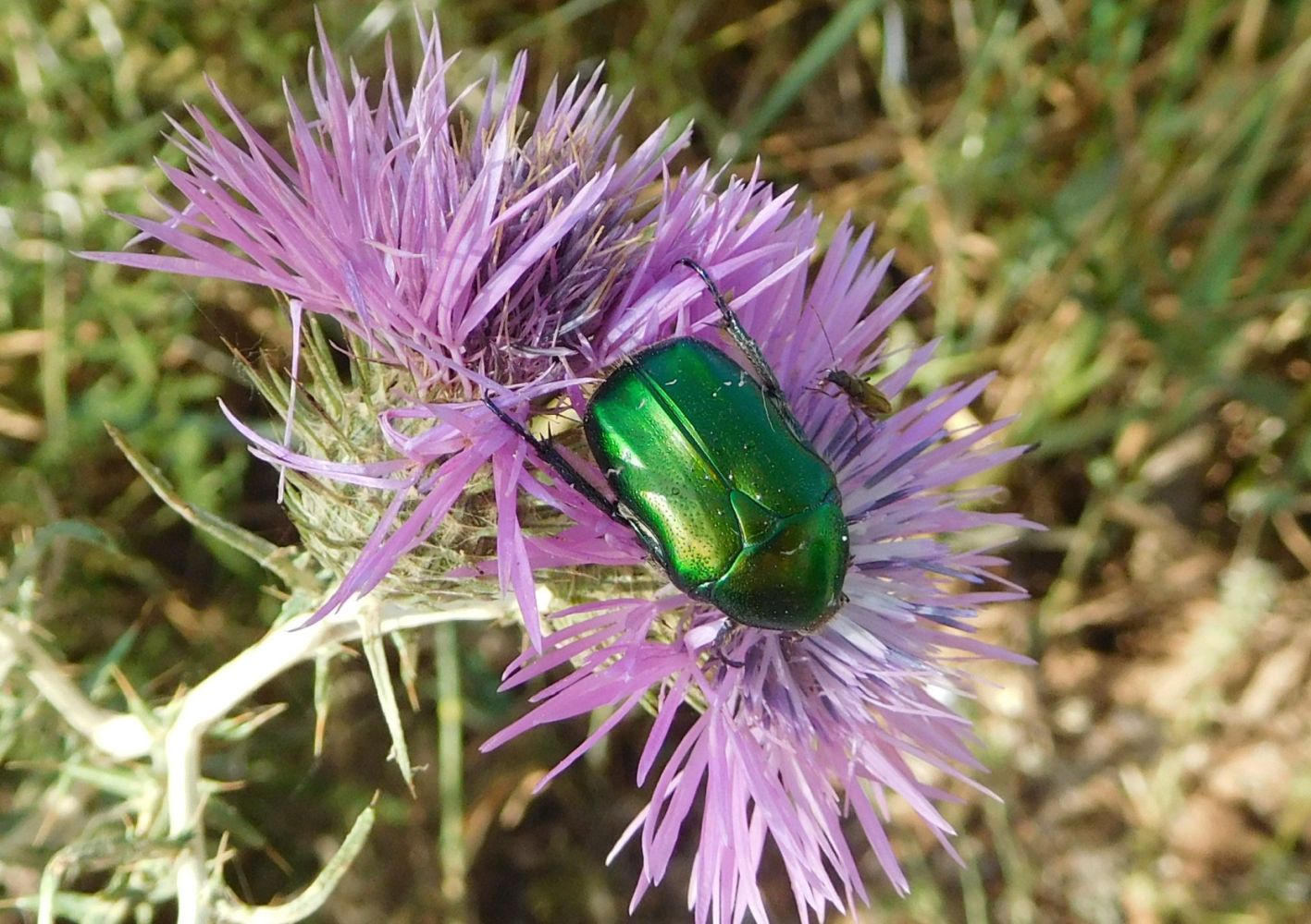 Chrysomelidae (?):  No. Cetoniidae, Cetonia aurata pisana