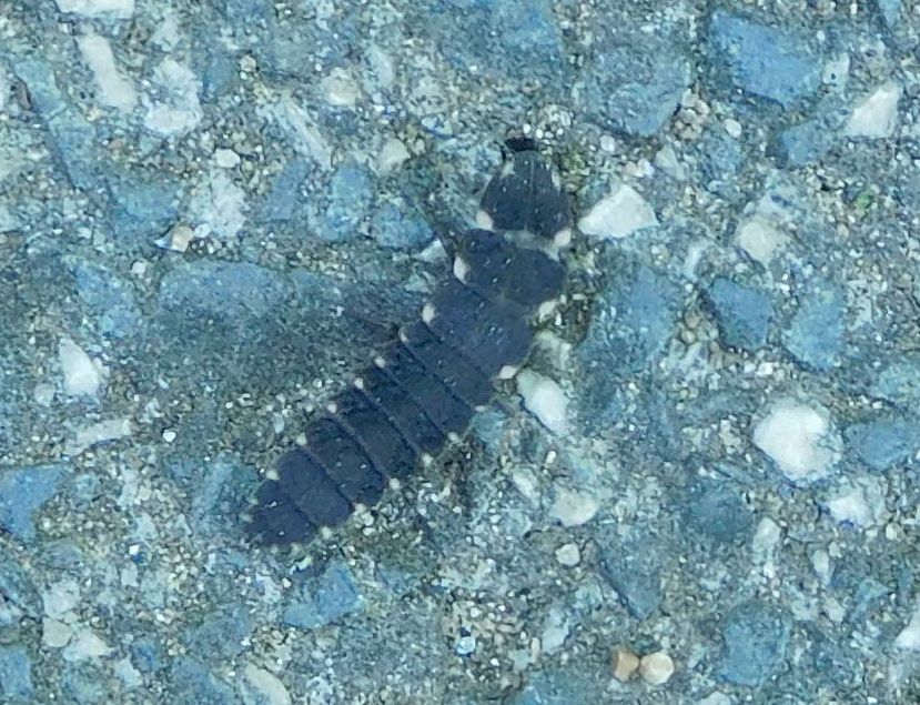 Lampyridae: larva