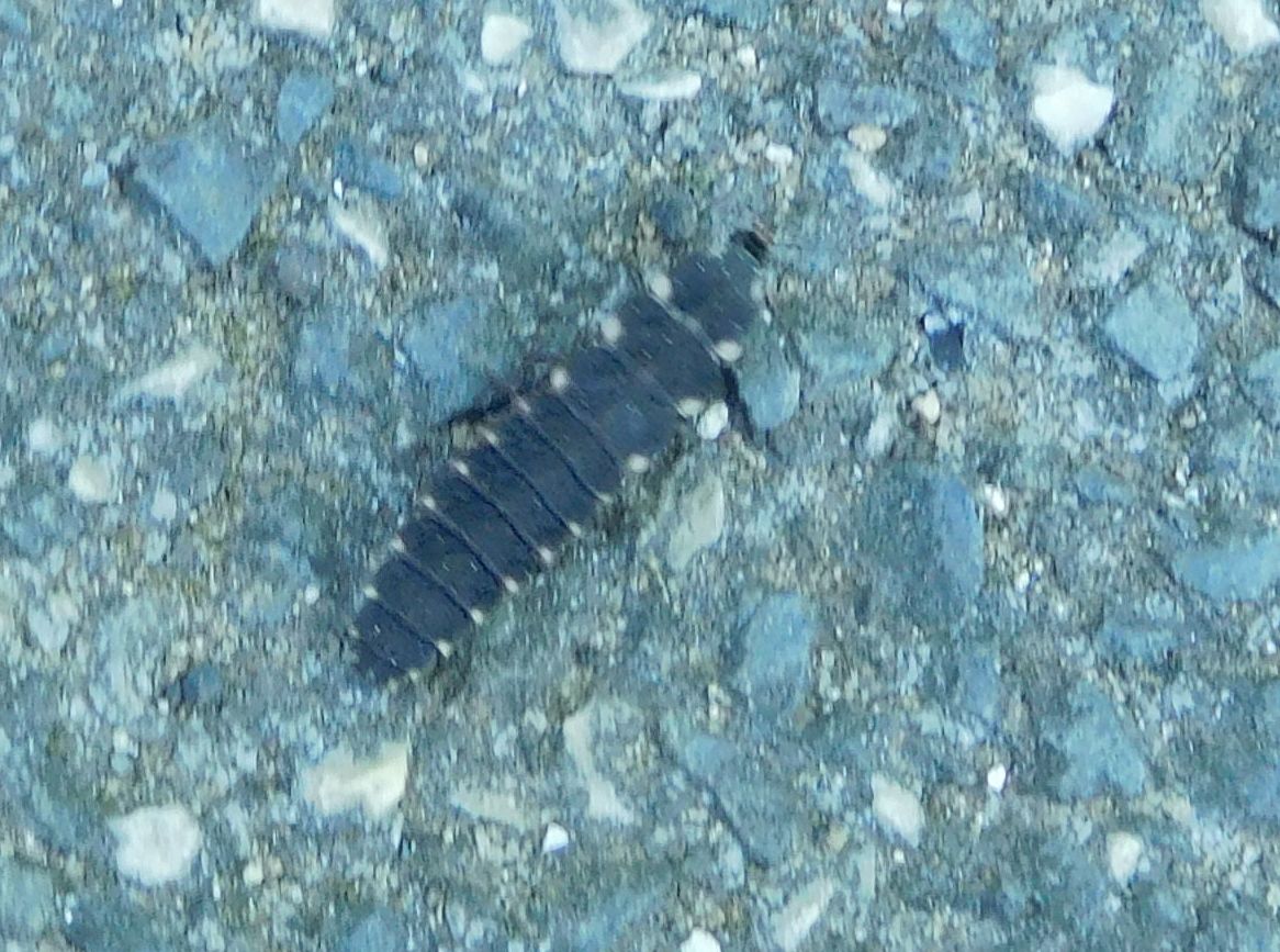 Lampyridae: larva