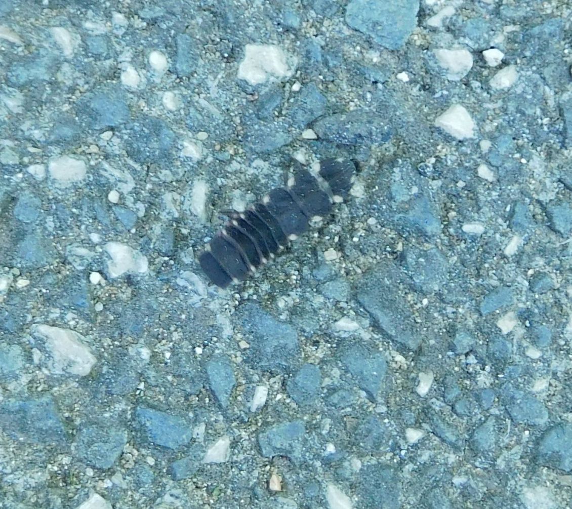 Lampyridae: larva